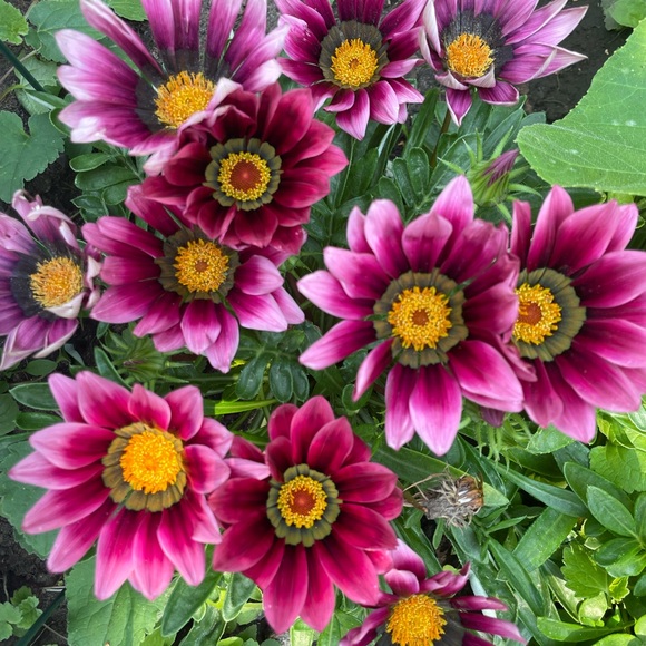 Meet your Posher, Halle - Picture 1 of 1